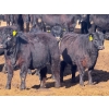 Image 3 : PSV Farms Ltd. - 875# May Delivery Heifers - 60 Head (Enchant, AB)