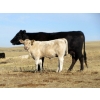Image 8 : Douglass Cattle Co. - 540# Heifer Calves - 95 Head (Finnegan, AB)