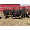 Image 4 : Lake Thelma Farms - 770# May Delivery Heifers - 35 Head (Coronation, AB)