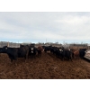 Image 5 : Moore Ranching - 815# May Delivery Heifers - 113 Head (Loon Lake, SK)