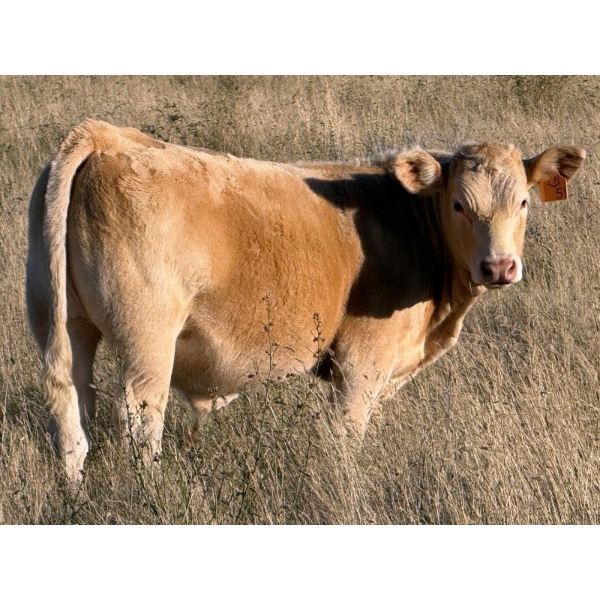 Holst Farms Ltd. - 600# October Delivery Steer Calves - 30 Head (Hays, AB)