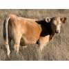 Image 1 : Holst Farms Ltd. - 600# October Delivery Steer Calves - 30 Head (Hays, AB)