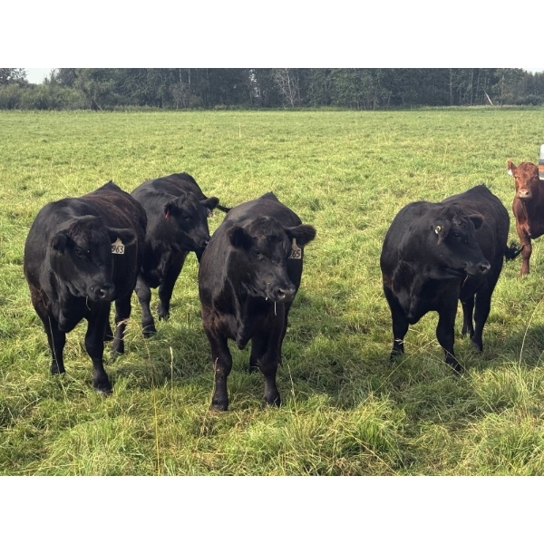 Triplelyones Farms - 940# September Delivery Grass Steers - 198 Head (Westlock, AB)
