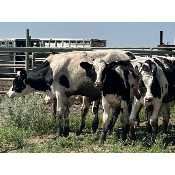 Camrose Colony - 515# August Delivery Holstein Steers - 20 Head (Camrose, AB)