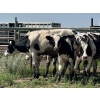 Image 1 : Camrose Colony - 515# August Delivery Holstein Steers - 20 Head (Camrose, AB)