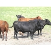 Image 4 : Right Cross Ranch - 1150# August Delivery Young Open Cows - 22 Head (Gapview, SK)