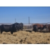 Image 4 : Hillside Farm - 1 Pair