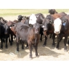 Image 5 : Spring View Ranch Ltd. - 530# October Heifer Calves - 50 Head (Beaubier, SK)