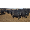 Image 6 : Little Big Ranch - 790# March Delivery Steers - 75 Head (Medicine Hat, AB)