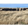 Image 6 : Block's Ranching Ltd. - 760# November Grass Steers - 71 Head (Abbey, SK)