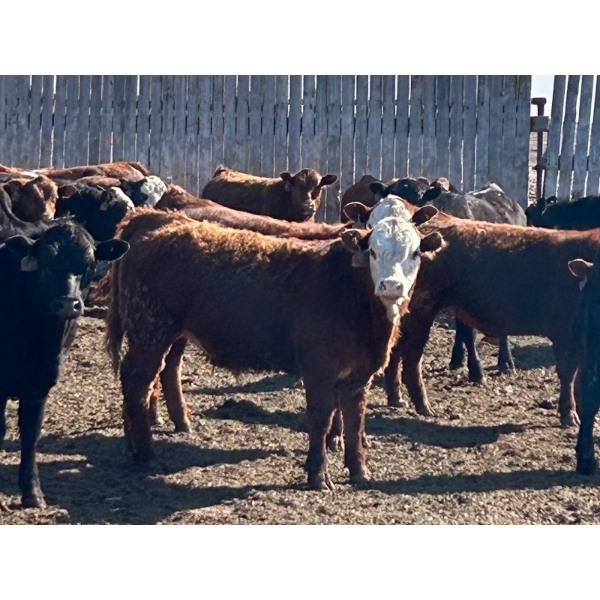 Caseley Farms - 785# May Delivery Steers - 70 Head (Coronation, AB)