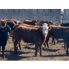 Image 1 : Caseley Farms - 785# May Delivery Steers - 70 Head (Coronation, AB)
