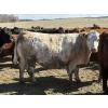 Image 6 : Cunningham Cattle Co. - 1750# Fed Cows - 36 Head (Sundre, AB)