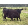 Image 4 : One Plus Cattle Co. - 640# November Delivery Steer Calves - 95 Head (Westwold, BC)