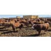 Image 10 : Cattlewood Farms Ltd. - 870# May Delivery Heifers - 280 Head (Vauxhall, AB)