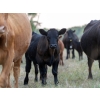 Image 2 : Tribar Ranching Co. - 450# Oct/Nov Delivery Steer Calves - 110 Head (Steep Rock, MB)