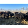 Image 5 : Tee Two Land & Cattle Co. - 675# March Delivery Steers - 82 Head (Kelliher, SK) VBP+