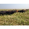 Image 3 : Block's Ranching Ltd. - 800# September Grass Heifers - 290 Head (Cabri, SK)