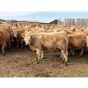 Image 4 : Williamson Farms - 925# February Delivery Heifers - 292 Head (Bow City, AB)