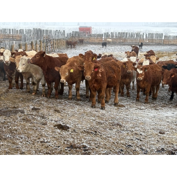 Dennis & Barb Holmes - 762# March Delivery Heifers - 64 Head (Cochrane, AB)
