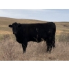 Image 3 : C & L Livestock - 30 Black 2nd Calf 3-Way Pairs (Edam, SK) VBP+