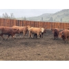 Image 3 : TF Cattle - 860# April Delivery Heifers - 70 Head (Kamloops, BC)