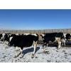 Image 7 : Lakeview Colony - 1600# Fed Holstein Steers - 40 Head (Unity, SK)