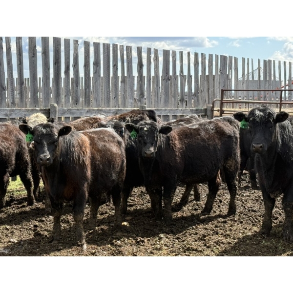 Bryce Medin - 925# April/May Delivery Heifers - 65 Head (Eckville, AB)