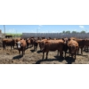 Image 7 : Cattlewood Farms Ltd. - 940# June/July Delivery Heifers - 100 Head (Fincastle, AB)