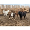 Image 6 : Chipping Hill Cattle Co. - 1050# May Delivery Steers - 174 Head (MacGregor, MB)