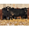 Image 3 : Lazy J Cattle Co. - 675# February Delivery Heifers - 78 Head (Gem, AB)