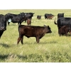 Image 13 : Douglass Bros. Ranching - 580# November Delivery Heifer Calves - 100 Head (Gem, AB)