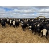 Image 3 : A&A Farms - 32 Black Blaze/Brockle Replacement Heifers (Coaldale, AB)