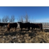 Image 5 : Chris Bartel - 1025# March Delivery Steers - 60 Head (Fort Vermilion, AB)