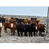 Image 3 : Church Ranches - 688# March Delivery Heifers - 47 Head (Cochrane, AB)