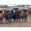 Image 2 : Grant & Hali Taillieu - 675# March Weaned Steers - 440 Head (Drayton Valley, AB)