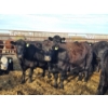 Image 2 : Rolling N Ranches (Nolan Osadczuk) - 6 Black Cows (Pen 639-637)