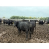 Image 3 : French's Farm - 1025# October Delivery Steers - 180 Head (Kelwood, MB)