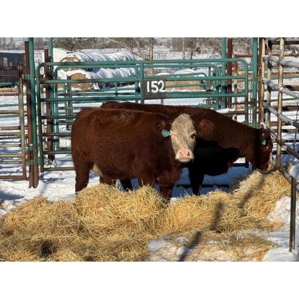 Daniel & Kim Doerksen - 2 Second Calvers (Pen 152)