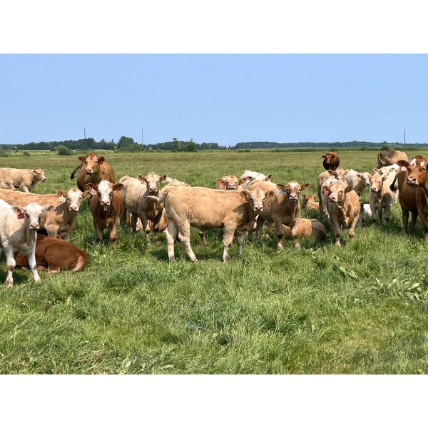 Wayne & Logan Lytwyn - 645# Oct/Nov Delivery Steer Calves - 190 Head (Winnipegosis, MB)