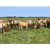 Image 1 : Wayne & Logan Lytwyn - 645# Oct/Nov Delivery Steer Calves - 190 Head (Winnipegosis, MB)