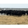 Image 2 : Doug & David Vollmer - 718# February Delivery Steers - 85 Head (Loreburn, SK)