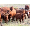 Image 11 : Twisted T Cattle Co. - 485# November Delivery Steer Calves - 110 Head (Carievale, SK)