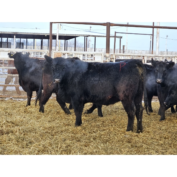 Pakowki Ranching Co. Ltd.  - 14 Black Heifers (Pen 315 - 319)