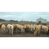 Image 3 : Amber Mountain Farms - 685# July Delivery Heifers - 87 Head (Vauxhall, AB)