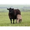 Image 4 : GW Murray Ranches - 540# October Delivery Steer Calves - 110 Head (Tompkins, SK)