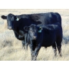 Image 5 : Jordan Preston - 625# October Delivery Steer Calves - 36 Head (Hays, AB)