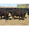 Image 5 : VR Livestock - 700# May Delivery Steers - 79 Head (Tessier, SK)
