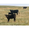 Image 3 : Ed Curry Ranching Ltd. - 560# November Delivery Steer Calves - 200 Head (Big Stone, AB)