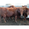 Image 6 : A&S Farms - 27 Red/Red X/Simm X Bred Cows (Picture Butte, AB)